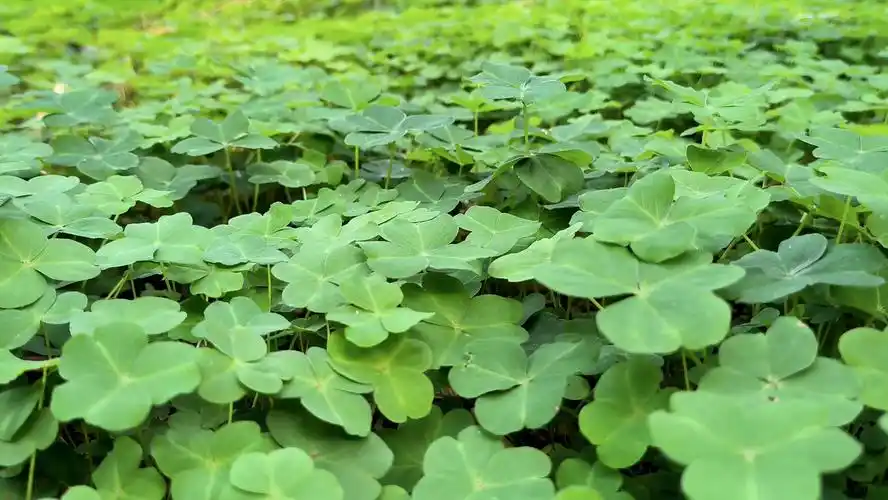 春天的绿色真的治愈