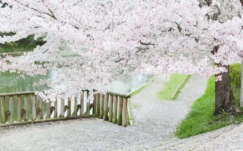 日本街头樱花花海电脑桌面壁纸图片下载