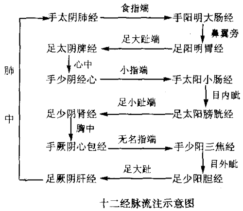 十二经脉分布于人体之内外,经脉中的气血运行是循环贯注的.