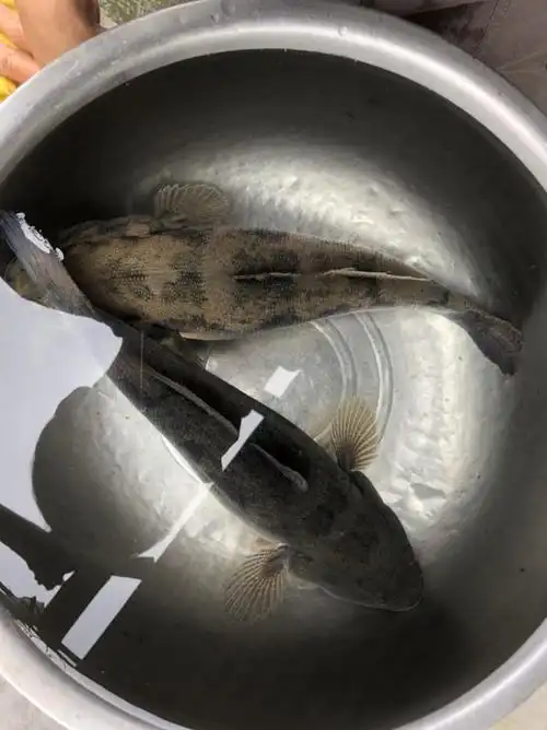 鲜活笋壳鱼沙塘鳢700g750g现杀冰冻活寄不包售后0811