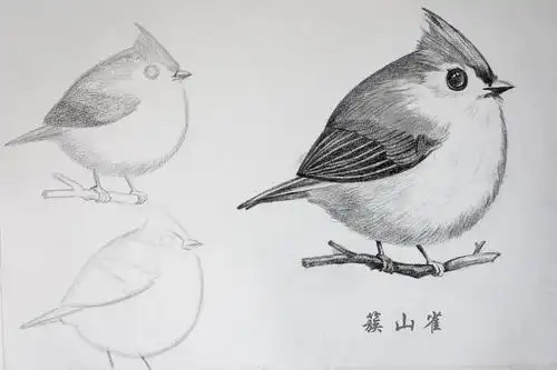 让小鸟带你走进素描的世界