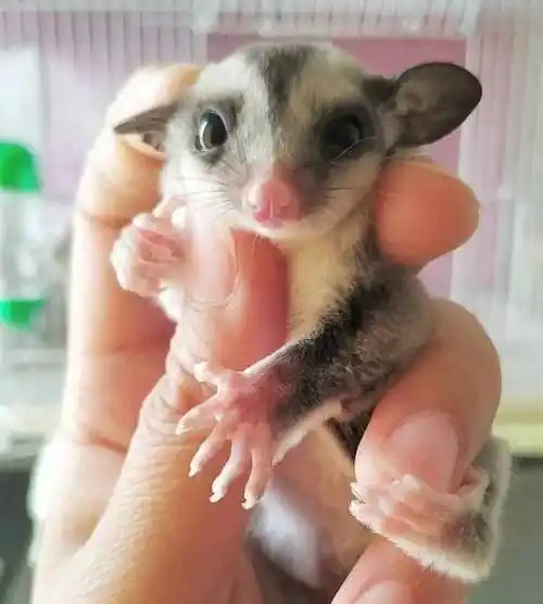 怎样看蜜袋鼯养得好不好,健不健康?