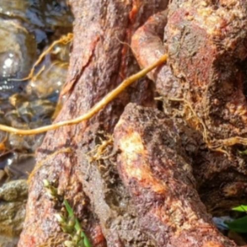 深山野生猕猴桃根雄洋桃梨根藤梨老根当年新货包邮纯天然新鲜