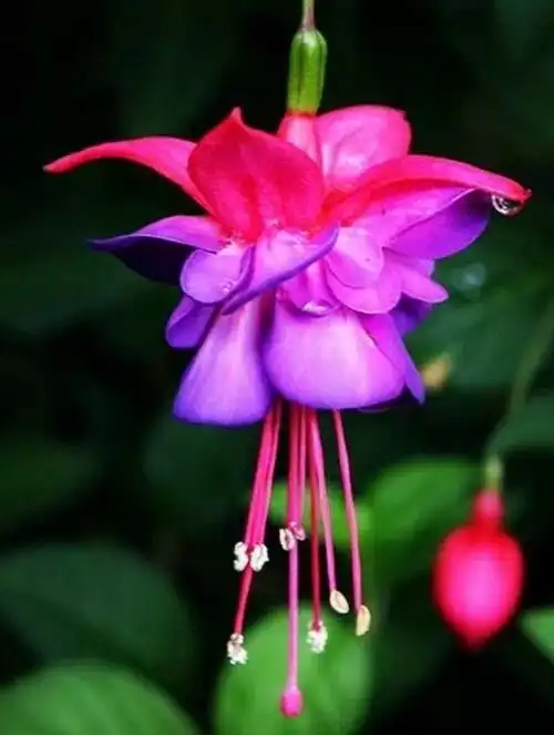 唯美风景图片:世界上最美倒挂金钟花!