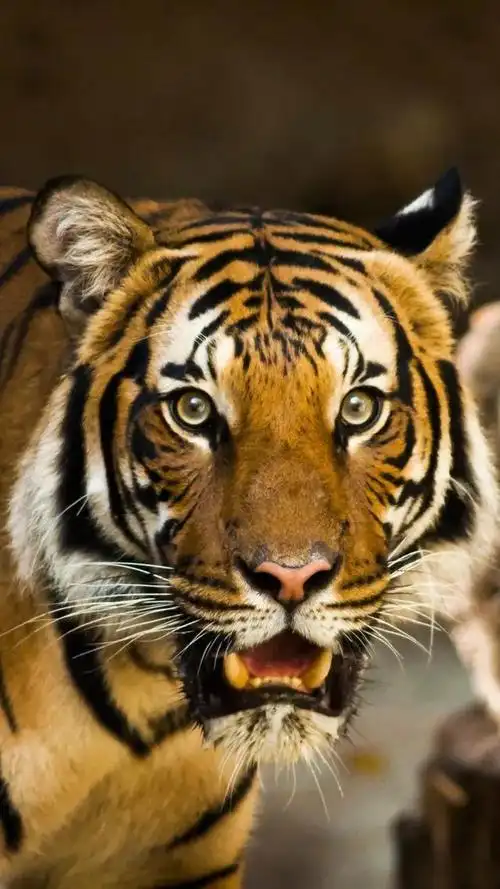 虎图片大全大图霸气(虎图片大全大图霸气 凶猛)-江湖救急网