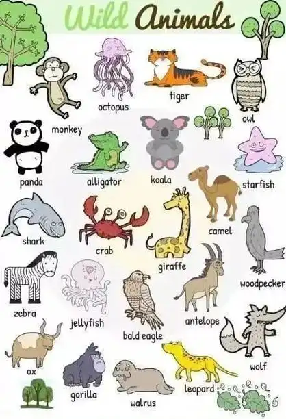 史上超全动物英文名称汇总及配图