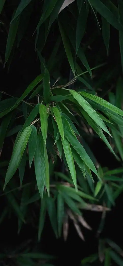 护眼壁纸|放慢脚步,感受生活的慢节奏