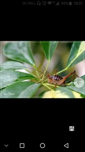 展开全部 如图  不咬人  ,  突灶螽 ,灶马蟋