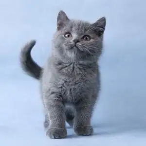 纯种英短蓝猫幼猫活体矮脚曼基康英国短毛猫宠物猫咪健康血统猫舍