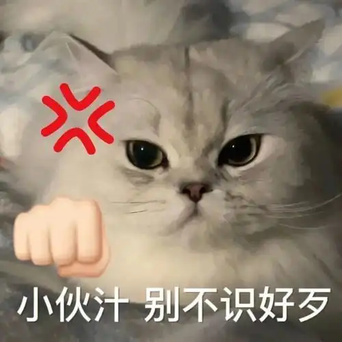 沙雕猫咪表情包第三弹