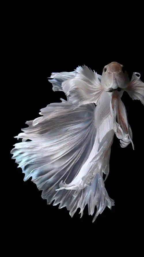 658_1170竖版 竖屏