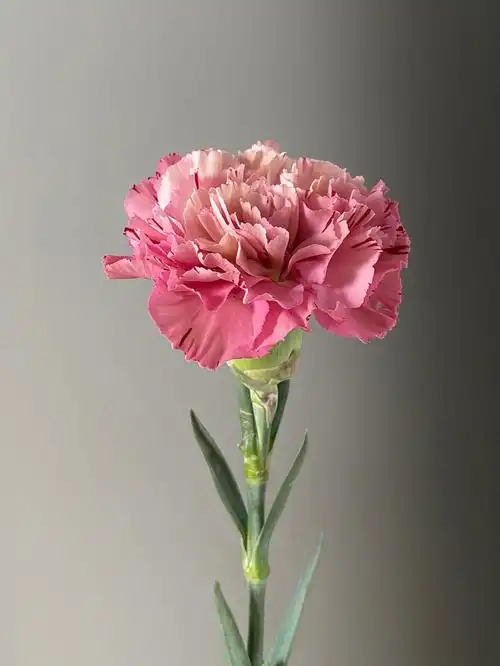 今日鲜花分享|复古康乃馨