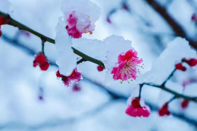 雪中梅花笑迎春