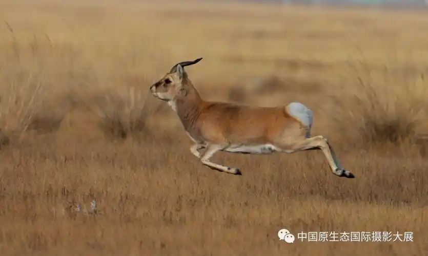 赏析(上) | 中华对角羚 在奔跑中感受生的力量