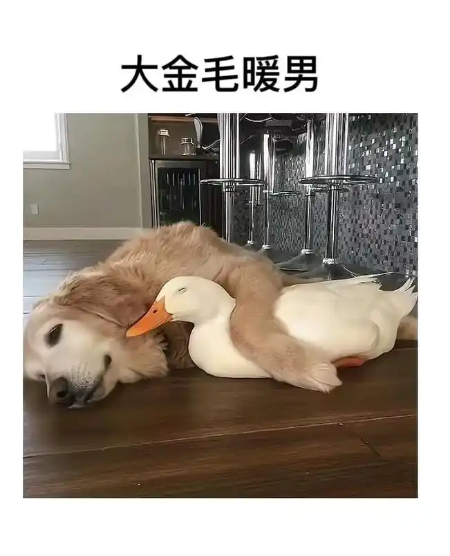 趣图 #搞笑图文 #搞笑图片沙雕图片  - 抖音