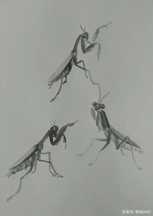 "画龙点睛"写意水墨国画中树木花卉中常用的几种昆虫画法