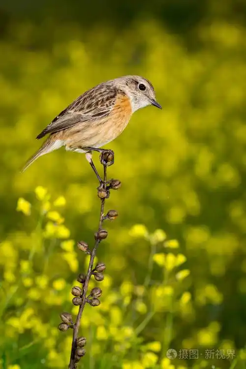 苗条的树枝上的小鸟