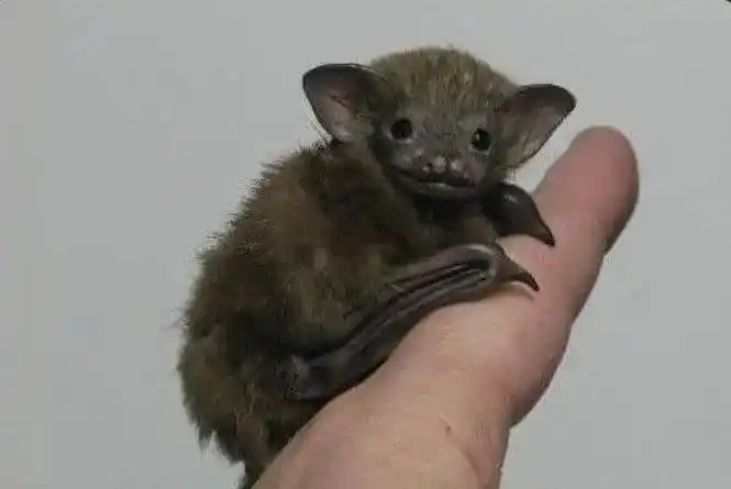 一次意外,让他决心收集濒危动物dna_matson