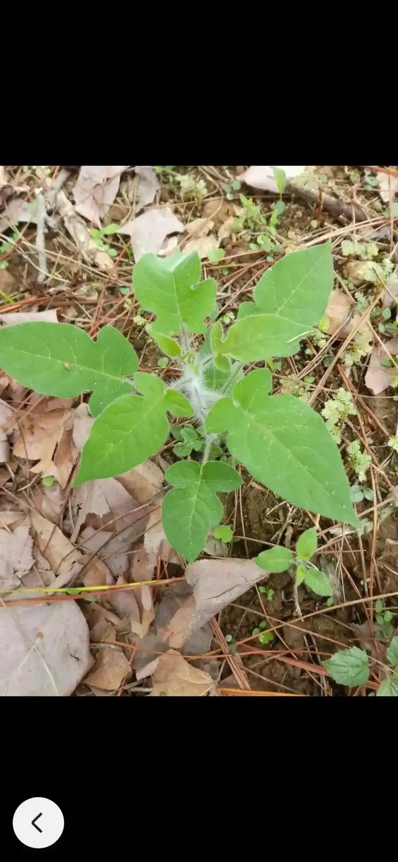 白英的功效与作用   李红梅 - 抖音