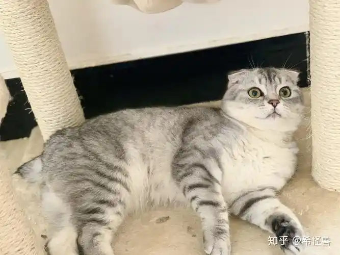 美短和英短杂交好看吗养猫的来戳戳