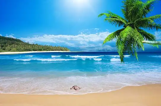 夏日椰树海报背景素材