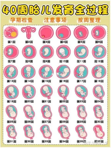 孕妈必看|孕0-40周胎儿发育过程和注意事项_宫底_检查_多普勒