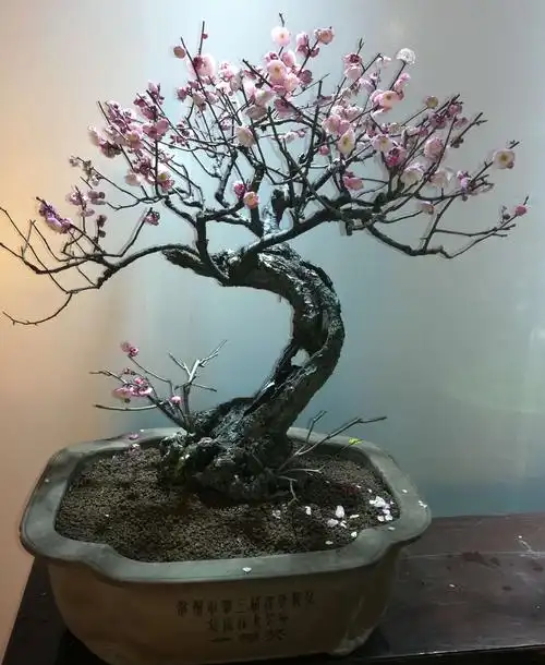 梅花盆景展