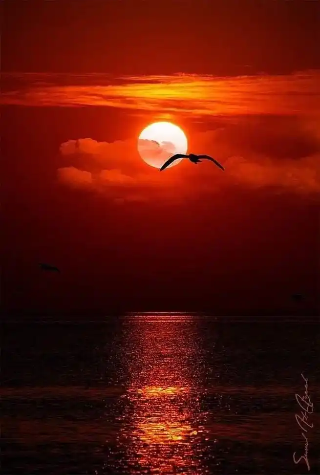 夕阳之美,在其凄婉.夕阳和晚霞是成熟了的朝阳和朝霞,是对下一 - 抖音