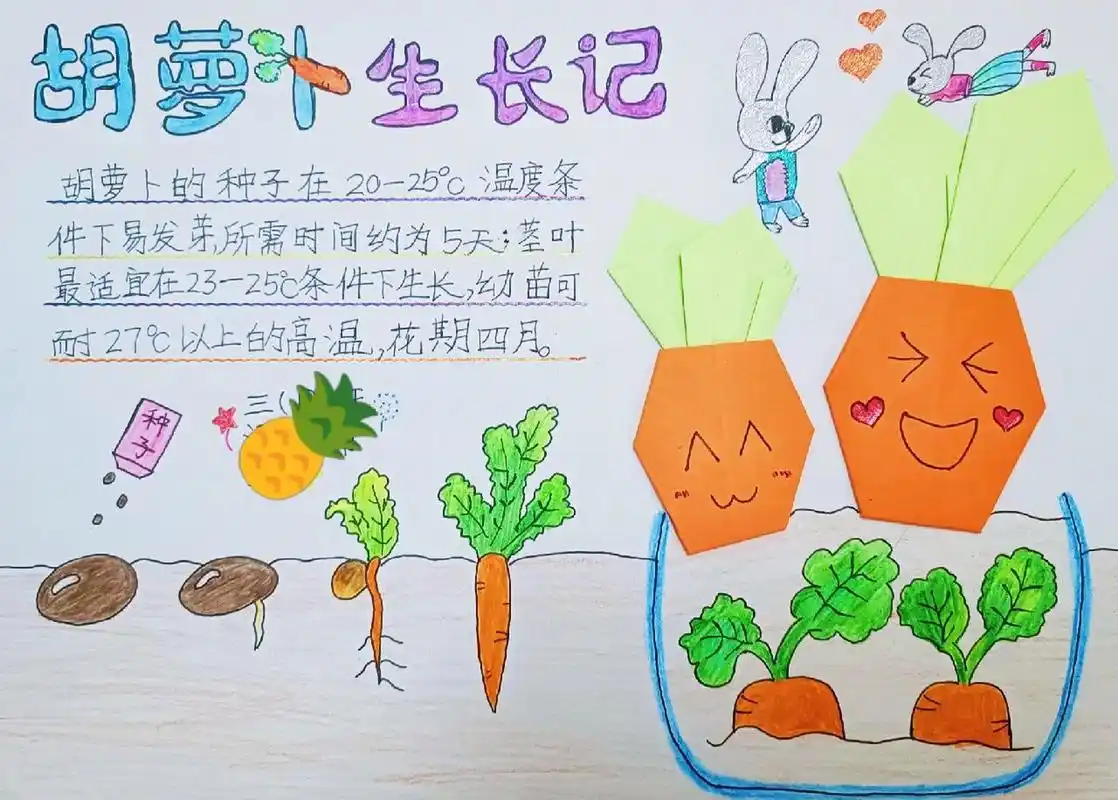 植物生长记录(胡萝卜生长) 非原创 折纸配小报,内容有趣,更有层次感.