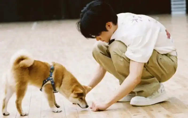 【张真源x呼安】这才是伙伴 是家人