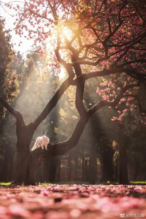 意境- 堆糖,美图壁纸兴趣社区