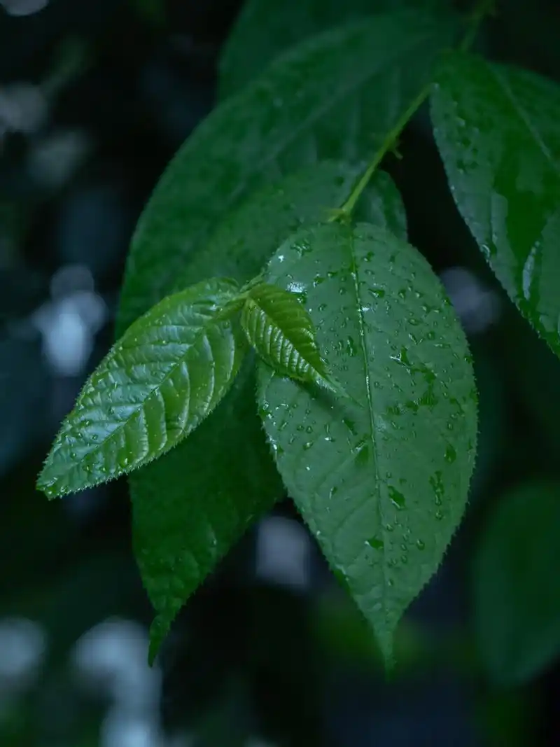 拍摄护眼壁纸 看起来就很安静的颜色,还有水露,很适合自己当屏保用
