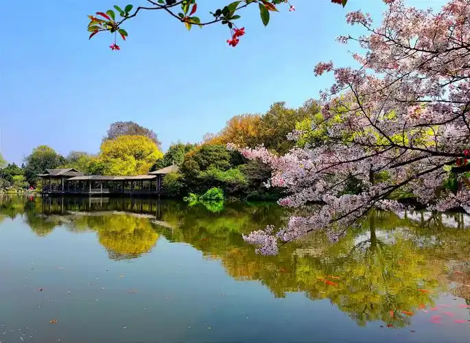 (首发) 花港观鱼