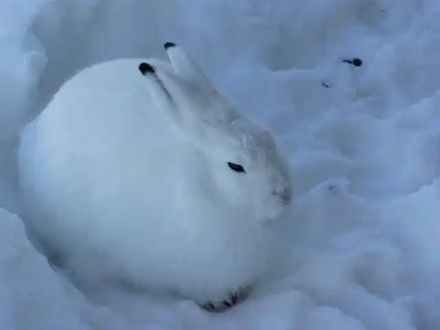 原创雪地里一只兔子萌化人心当它站起来的瞬间却好感全无打扰了