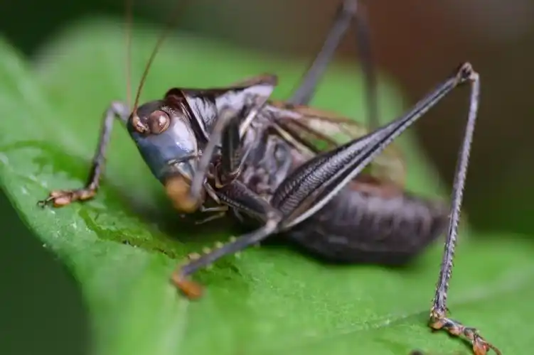 谨为了纪念冬日里的那只铁蝈蝈