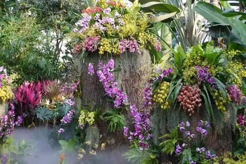 第十六届北京兰花展～除夕开幕