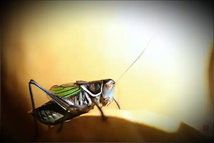 室内摆拍《冬蝈蝈特写》――杨崇伟摄