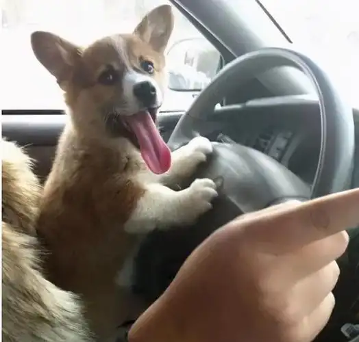 当你养了柯基时,等于拥有了挖掘基,战斗基,老司基等8只基