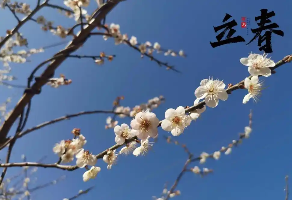 立春时节梅花景色1080x2160分辨率查看