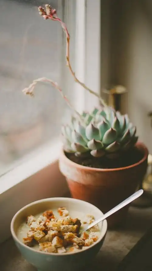 小清新静物森系写真