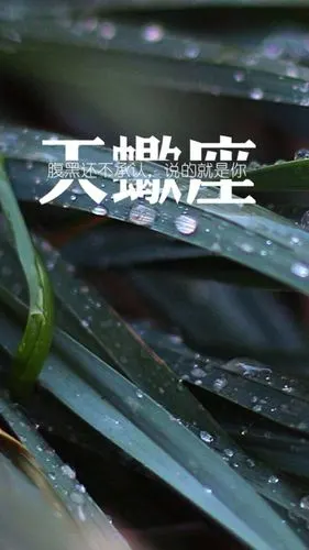 苹果6壁纸文字星座天蝎