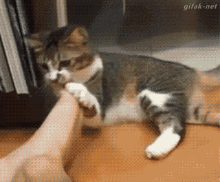 喵星人被骗闻主人臭脚,那个后知后觉的崩溃啊.