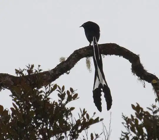 夜骐的相册极乐鸟之长尾风鸟