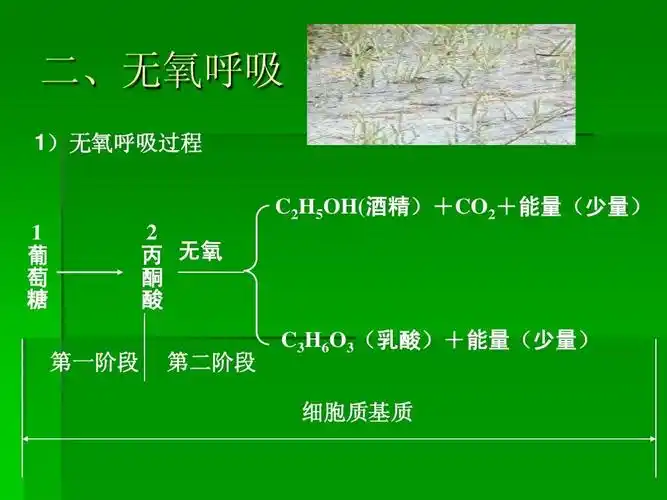 二,无氧呼吸 1)无氧呼吸过程 c2h5oh(酒精) co2 能量(少量)   葡 萄