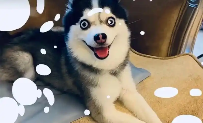 盘点那些不干人事的逗比人类