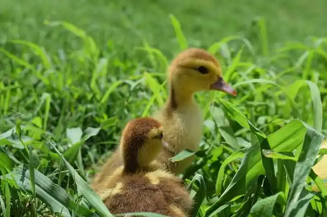 小鸭子图片_图片大全