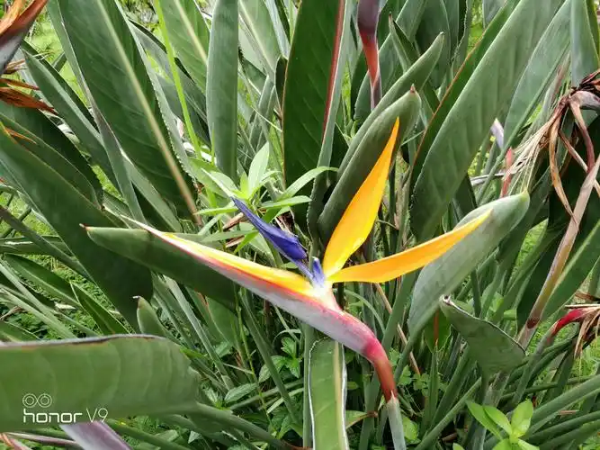 天堂鸟与旅人蕉