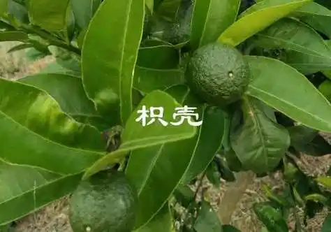 枳壳是什么?和枳实有五大区别!