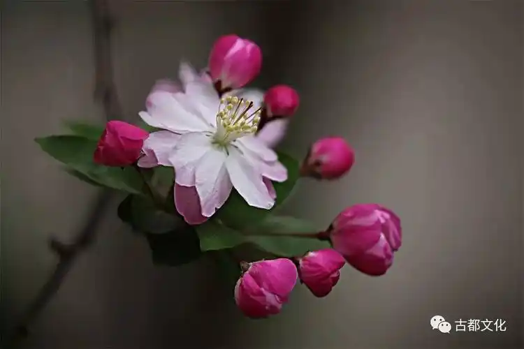 海棠未雨,梨花先雪——走进古人的海棠世界