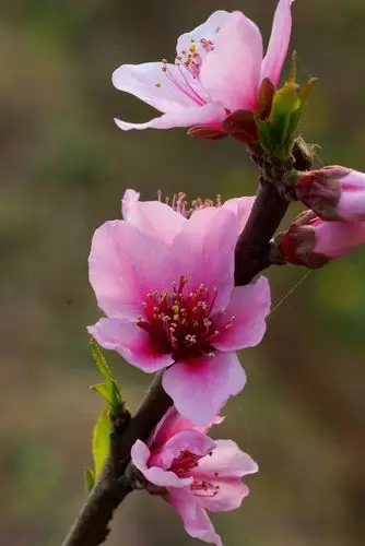 【初春桃花】-自然风景论坛-zol中关村在线